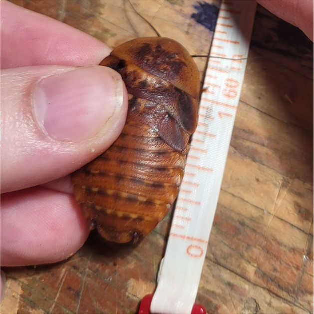 Larger but not fully mature discoid roach, over an inch long