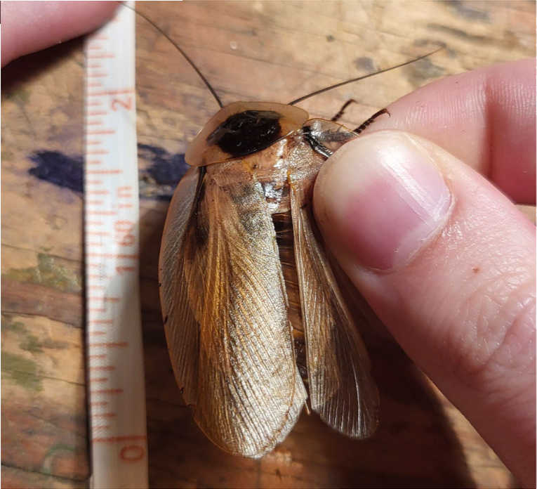 Adult discoid roach with rings, about 1.5-2 inches long